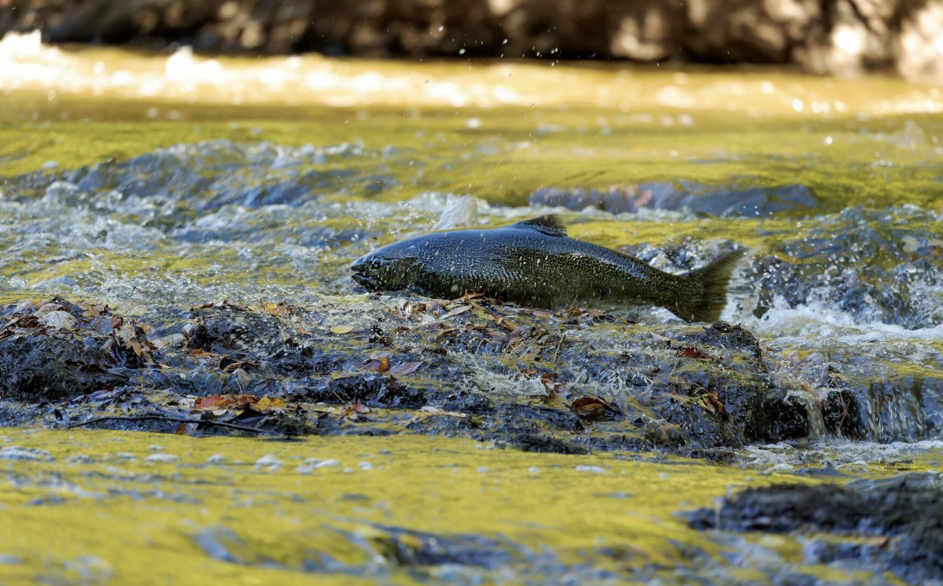 Here's Where to Get Best Views of Annual Salmon Run in Mississauga This Fall
